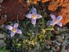 Oldenlandia pulvinata Dihamri Socotra 17.1.24.jpg