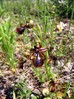 Ophrys_speculum.jpg
