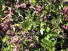 Phillyrea latifolia5.jpg