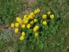 Ranunculus breyninus Nanos 10.5.24c.jpg