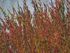Salicornia europaea.jpg