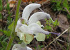 Salvia argentea2.jpg