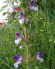 Salvia viridis2.jpg