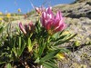 Trifolium alpinum.jpg