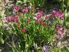 Trifolium alpinum2.jpg