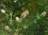 Trifolium arvense22b.jpg
