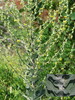 Verbascum pulverulentum.jpg