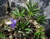 Viola pinnata Nanos 10.5.24.jpg