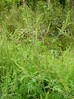 ambrosia_artemisifolia2.jpg