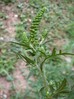 ambrosiaartemisiifolia.jpg