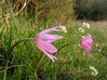 anemone_hortensis5.jpg