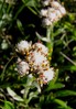 antennaria carpatica.jpg