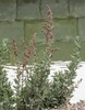 artemisia caerulescens.jpg