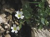 cerastium_latifolium.jpg