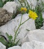 Ime datoteke: crepis kerneri~0.jpg
Velikost datoteke: 264kB
Dimenzija: 901x1000
Datum objave: 5. avgust 2019 crepis kerneri~0.jpg