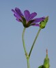 geranium pyrenaicum23.jpg