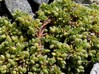 herniaria alpina.jpg