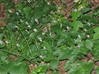 maianthemum_bifolium2.jpg
