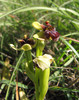ophrys bombiliflora.jpg
