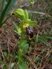ophrys cinereophila.jpg