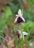 ophrys h.jpg