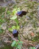 ophrys iricolor.jpg