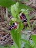 ophrys kotschyi.jpg