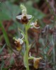 ophrys levantina.jpg