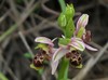 ophrys umbilicata.jpg