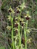ophrys2.jpg