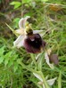ophrys_7.jpg