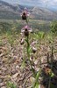 ophrys_fuciflora.jpg