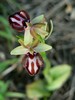ophrys_incubacea.jpg