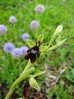 ophrys_insectifera.jpg