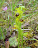 ophrys_sicula.jpg