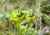 ophrys_sicula2.jpg