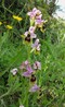 ophrys_tenthredinifera.jpg