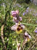 ophrys_tenthredinifera2.jpg