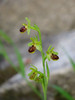 ophrys_tommasinii.jpg