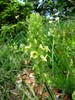 pedicularis julica3.jpg