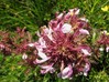 pedicularis palustris3.jpg