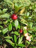 rhododendron_ferugineum_gliva.jpg
