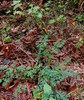 selinum carvifolia2.jpg