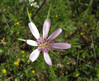 tragopogon hybridus.jpg