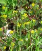 trifolium dubium1.jpg