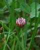 trifolium fragiferum.jpg
