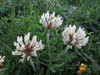 trifolium noricum~0.jpg