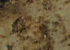 Ime datoteke: acari~1.JPG
Velikost datoteke: 203kB
Dimenzija: 900x647
Datum objave: 28. marec 2013 acari~1.JPG