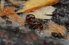 Ime datoteke: c1~4.JPG
Velikost datoteke: 253kB
Dimenzija: 900x592
Datum objave: 10. september 2014 c1~4.JPG