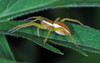 Ime datoteke: dolomedes~0.jpg
Velikost datoteke: 151kB
Dimenzija: 800x505
Datum objave: 5. junij 2011 dolomedes~0.jpg